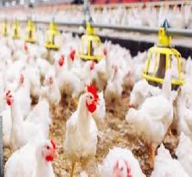 هبوط في اسعار بورصة الدواجن جنية فقط